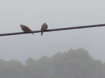 Image of American Mourning Dove