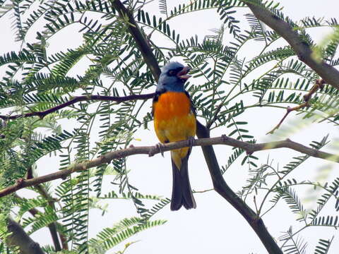 Image of Blue-and-yellow Tanager