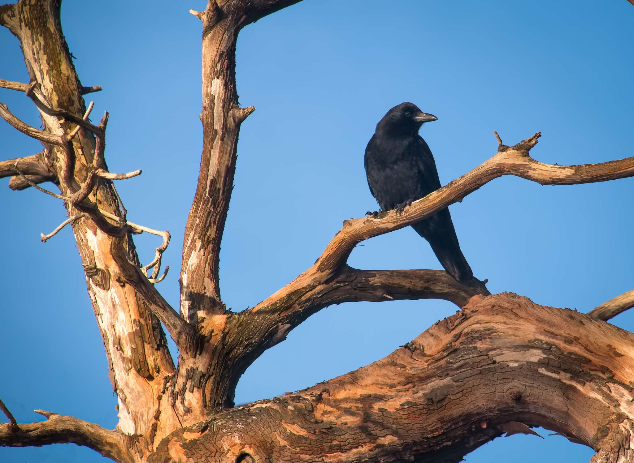 Image of Corvus brachyrhynchos caurinus Baird & SF 1858