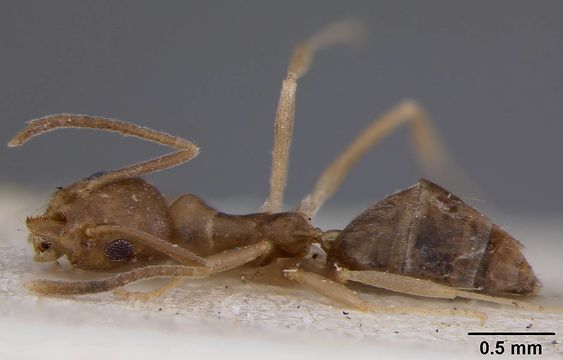 Image of <i>Technomyrmex schimmeri</i> Viehmeyer 1916