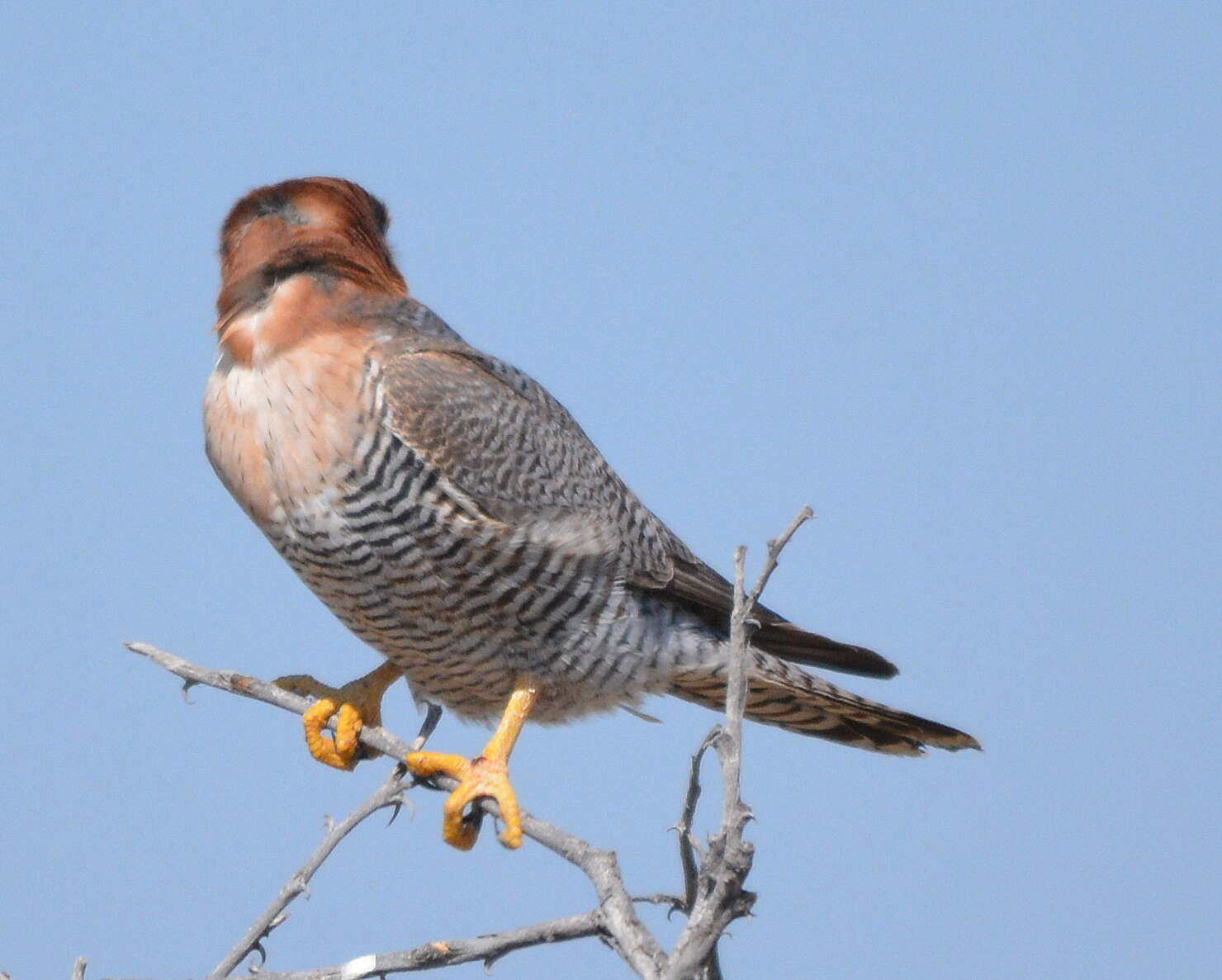 Image of Red-headed Falcon