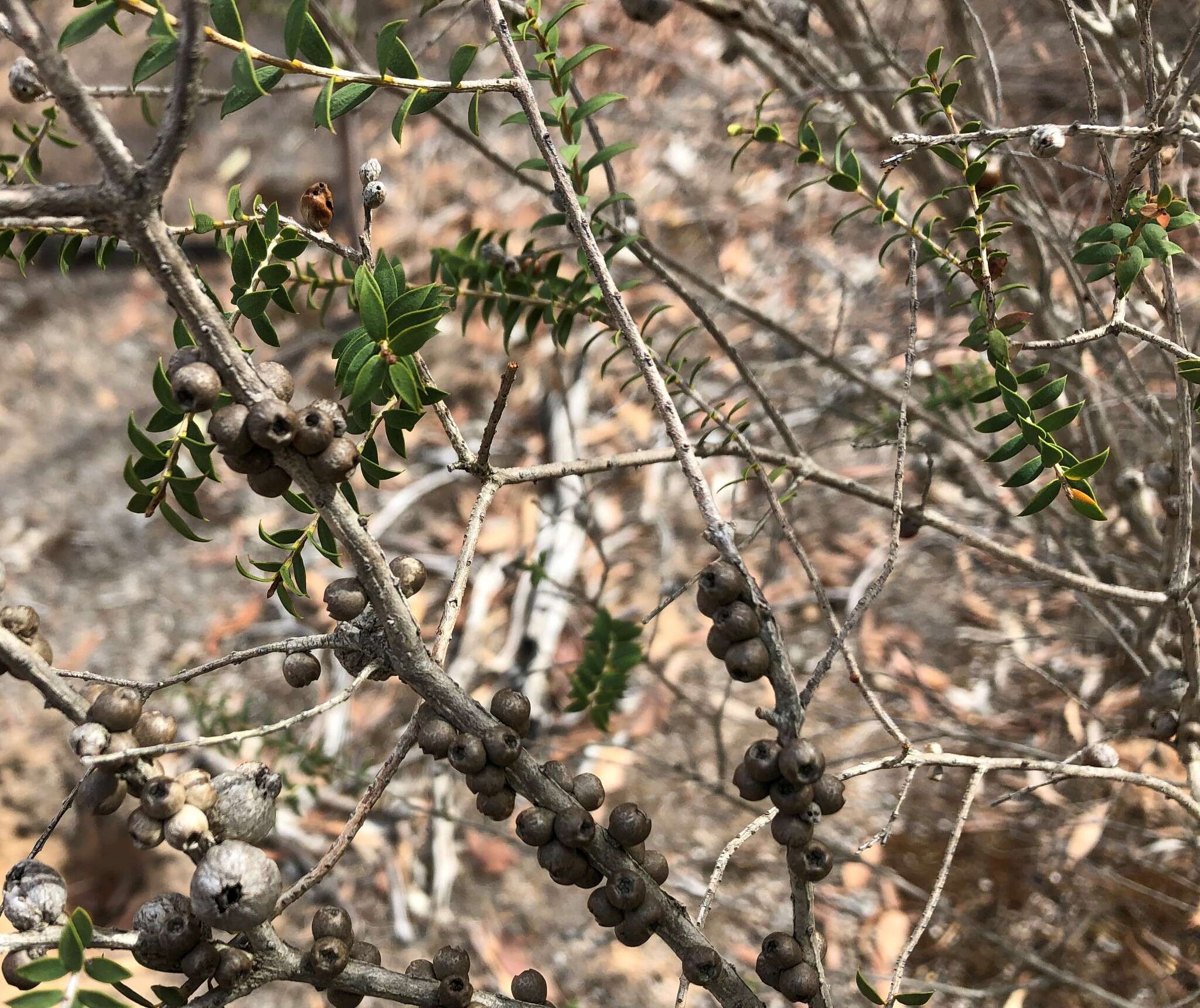 Sivun Melaleuca acuminata F. Müll. kuva