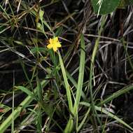 Image de Hypericum canadense L.