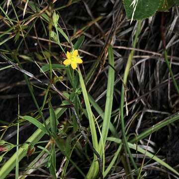 Image de Hypericum canadense L.