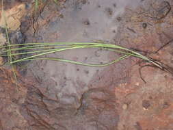 Image of Cyperus bracheilema (Steud.) Mattf. & Kük.