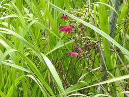 Image of Big Red Sage