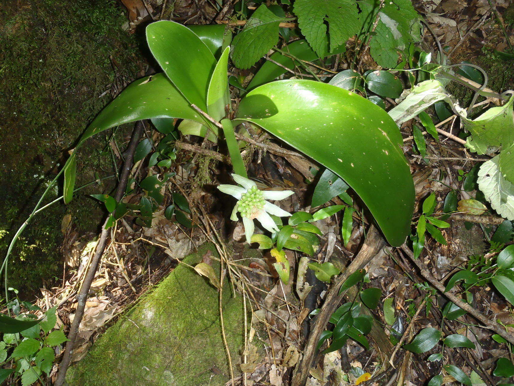 Image of Haemanthus albiflos Jacq.