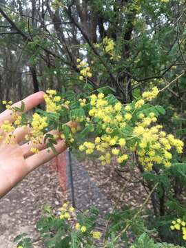 Sivun Acacia pubescens (Vent.) R. Br. kuva