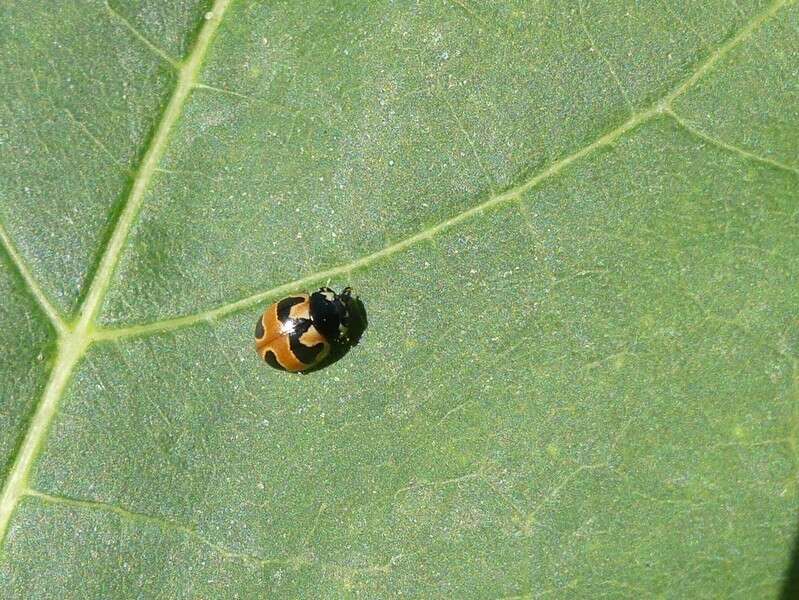 Image of Coccinella hieroglyphica kirbyi Crotch 1874