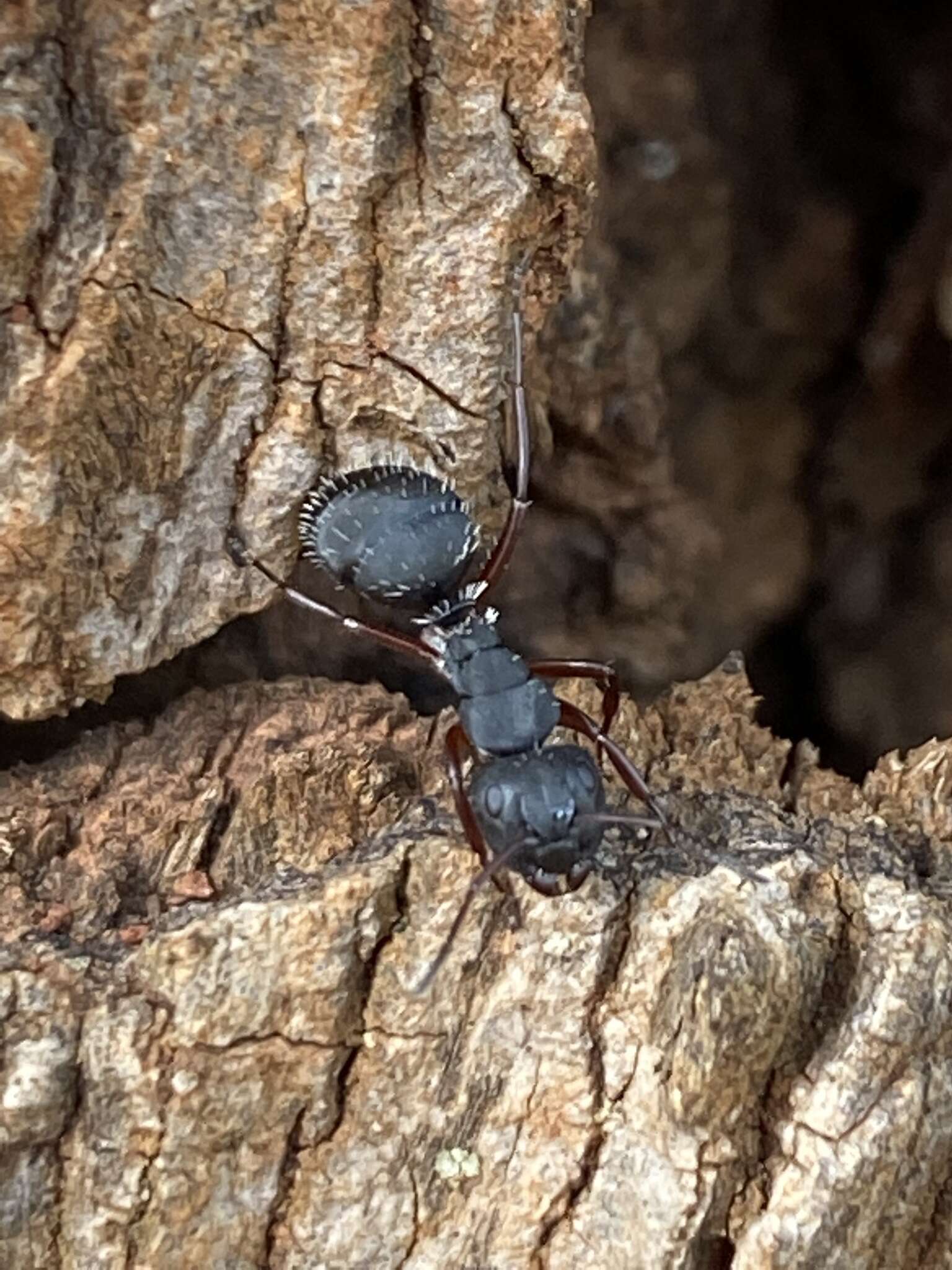 Image of Camponotus braunsi Mayr 1895