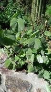 Image of Palmer's Indian mallow