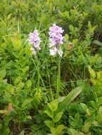 Image of Dactylorhiza maculata subsp. islandica (Á. Löve & D. Löve) Soó