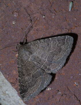 Image of Dusty Lined Matigramma