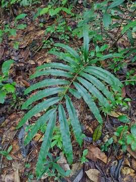 Image of Metaxya scalaris Tuomisto & Cardenas