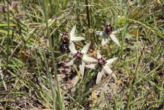 Image of Asclepias gibba var. gibba