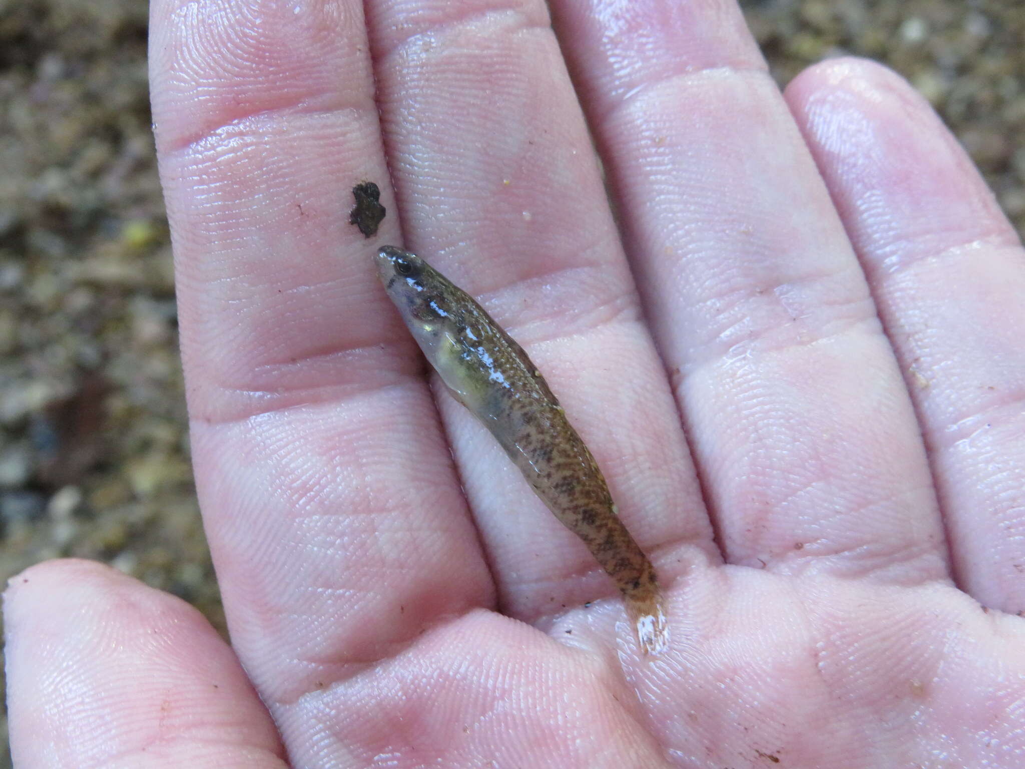 صورة Etheostoma gracile (Girard 1859)