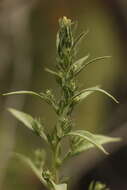 Image of Russian pigweed