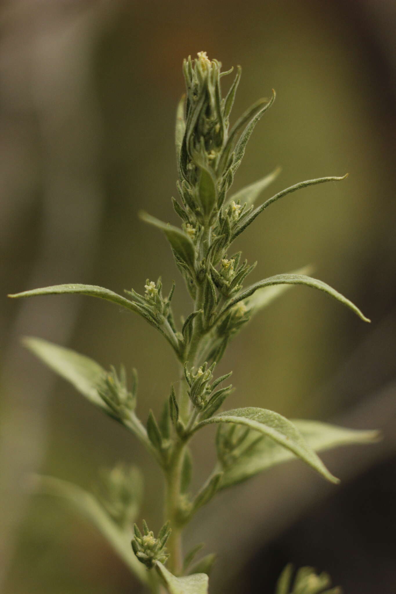 Image of Russian pigweed