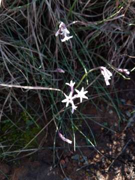 Image of Tulbaghia cominsii Vosa