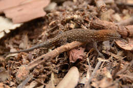 Image of Naked-toed Gecko