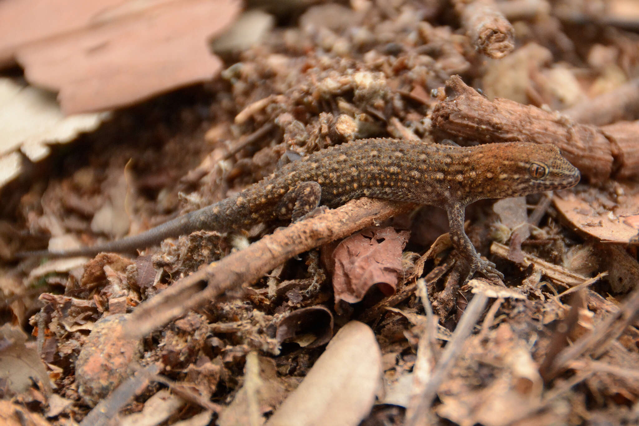 Image of Naked-toed Gecko