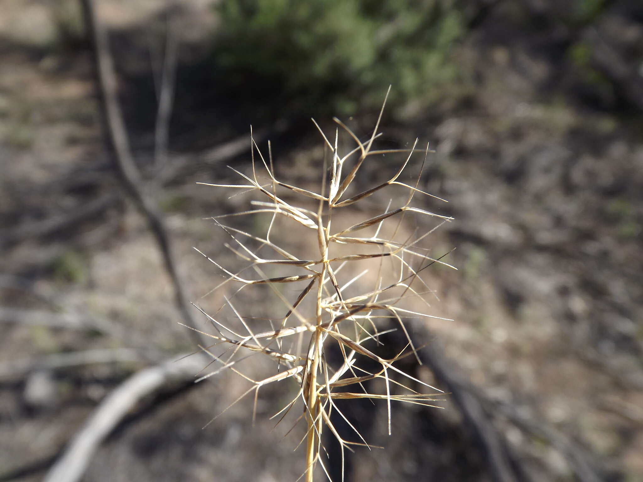 Imagem de Aristida caput-medusae Domin