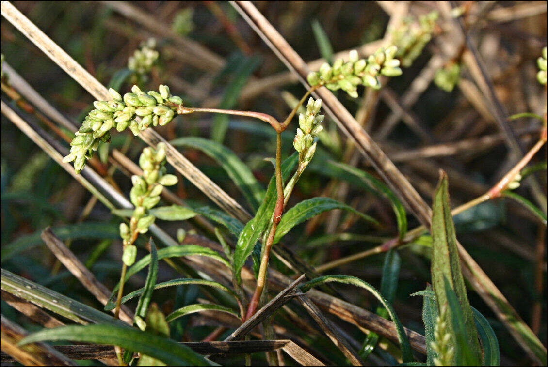 Image of Persicaria subsessilis (R. Br.) K. L. Wilson