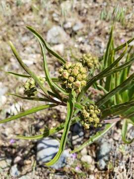 Image of spider milkweed