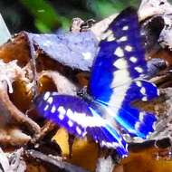 Imagem de Morpho cypris bugaba Staudinger