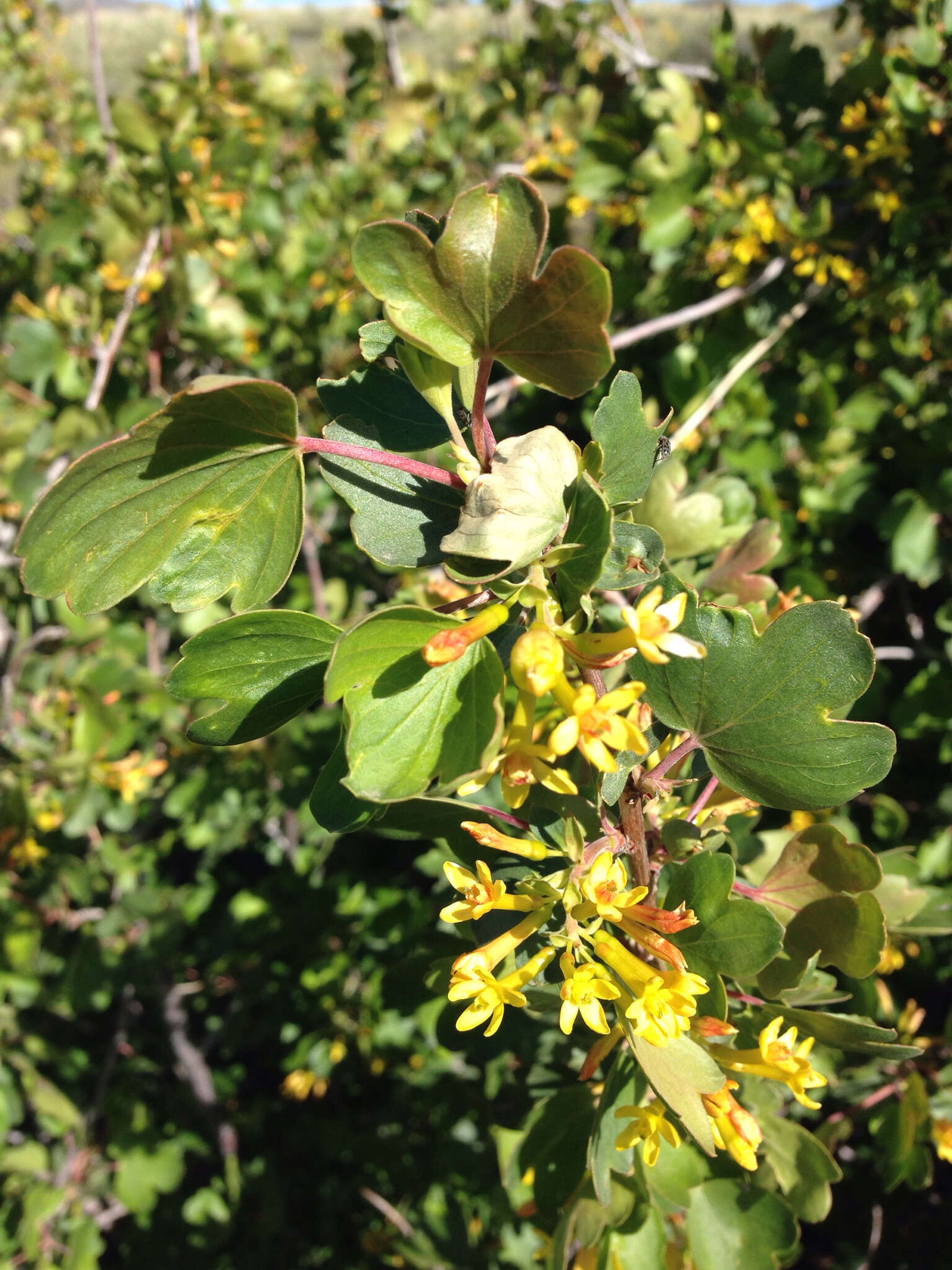 Image of golden currant