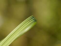 Image de Stipa pennata subsp. sabulosa (Pacz.) Tzvelev