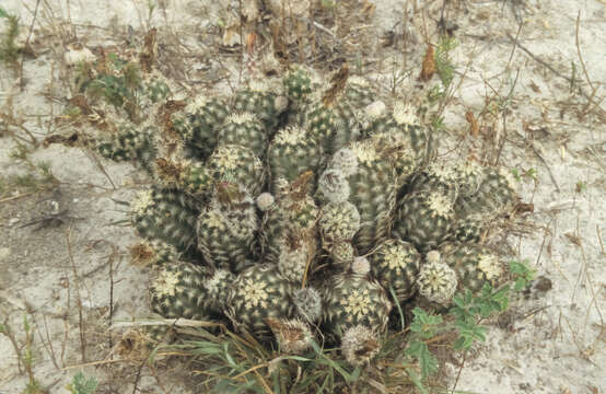 Image of Echinocereus fitchii subsp. albertii