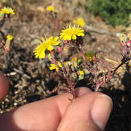 Image of manyhead desertdandelion