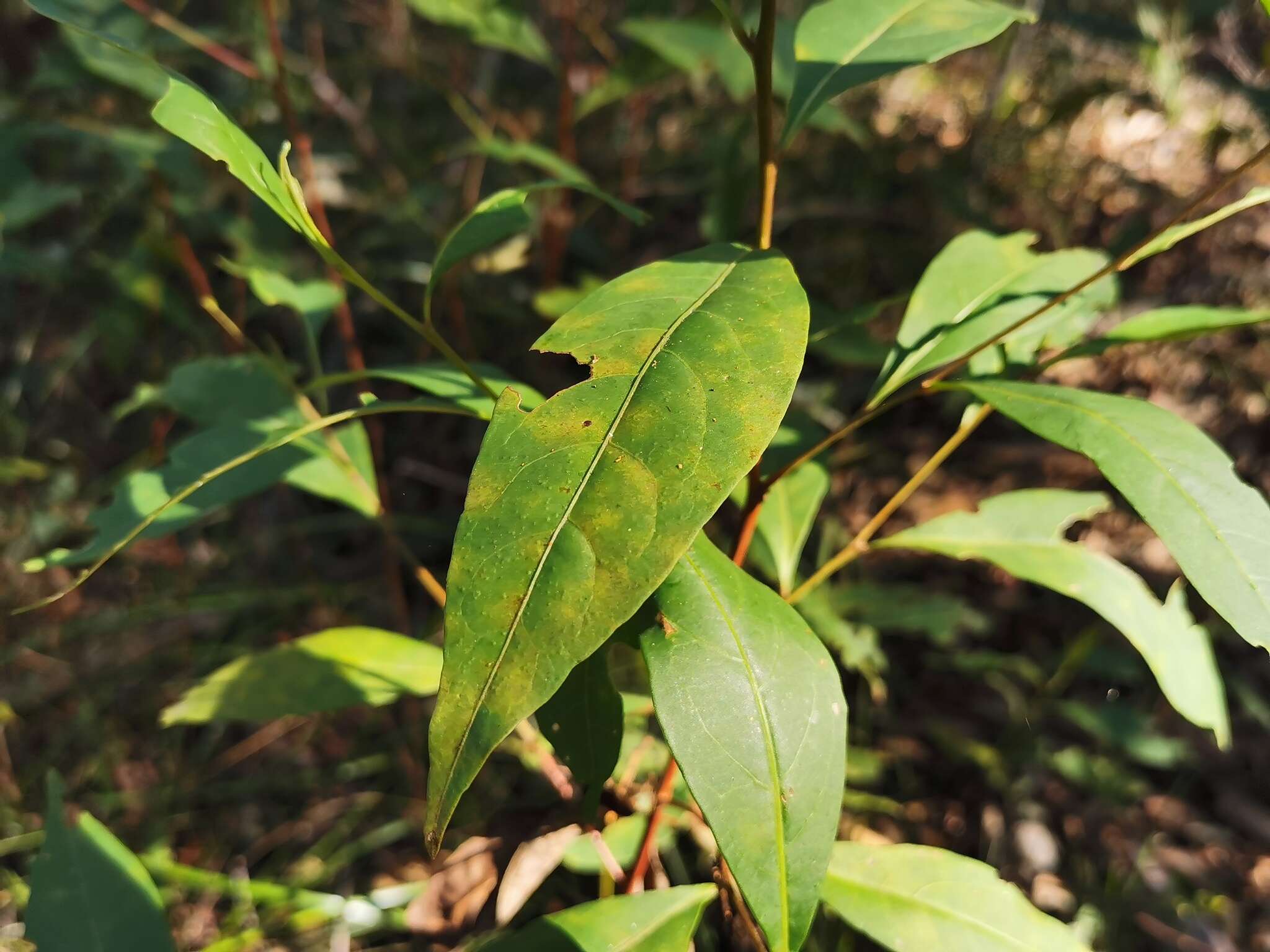 Image of Dodonaea triquetra Wendl.