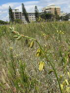 Image de Albuca fragrans Jacq.