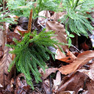 Imagem de Dendrolycopodium obscurum (L.) A. Haines