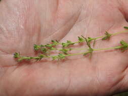 Image of Dillenius' speedwell