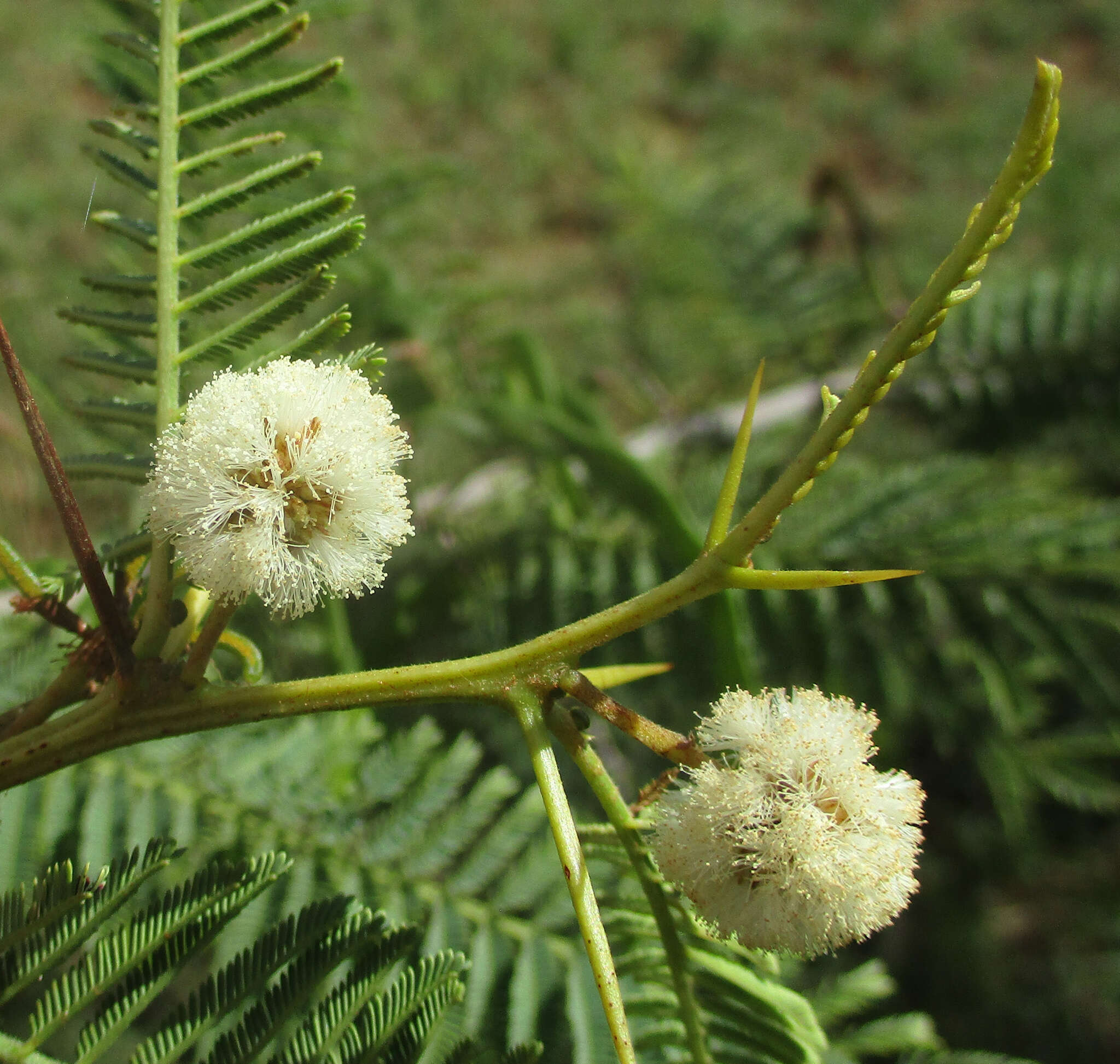 Слика од Vachellia arenaria (Schinz) Kyal. & Boatwr.