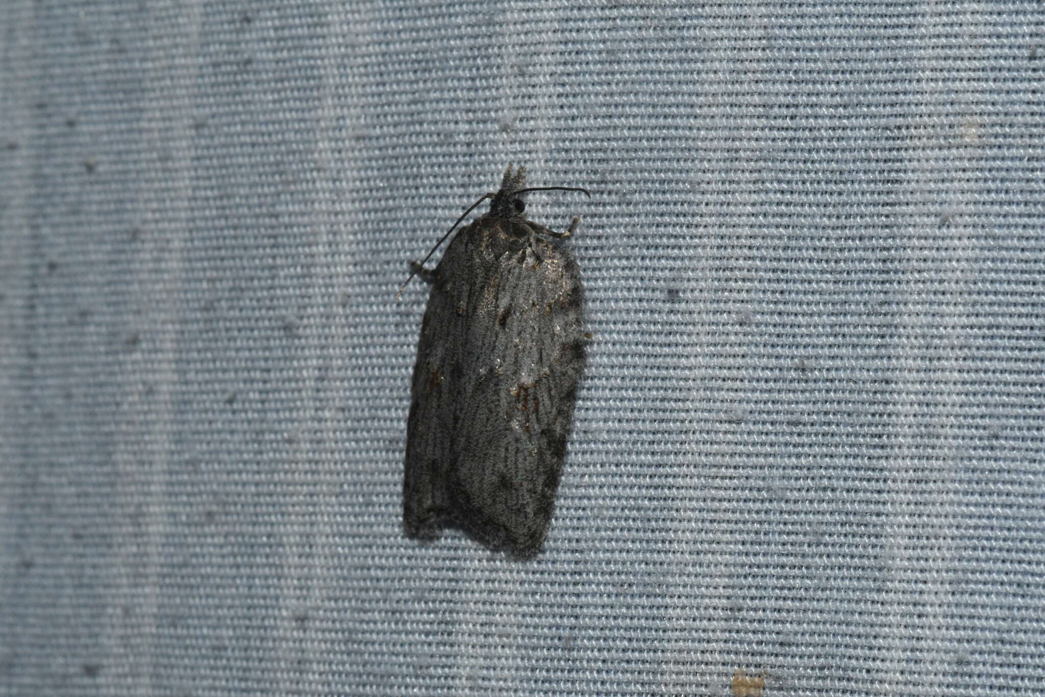 Image of Acleris maximana Barnes & Busck 1920