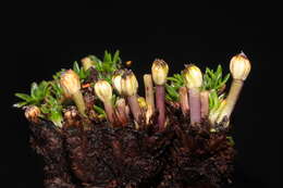 Imagem de Azorella diapensioides A. Gray