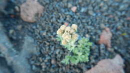 Plancia ëd Artemisia glomerata Ledeb.