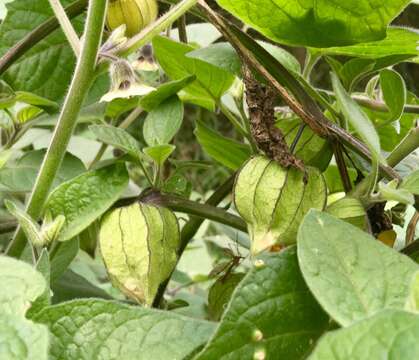 Image of Peruvian groundcherry