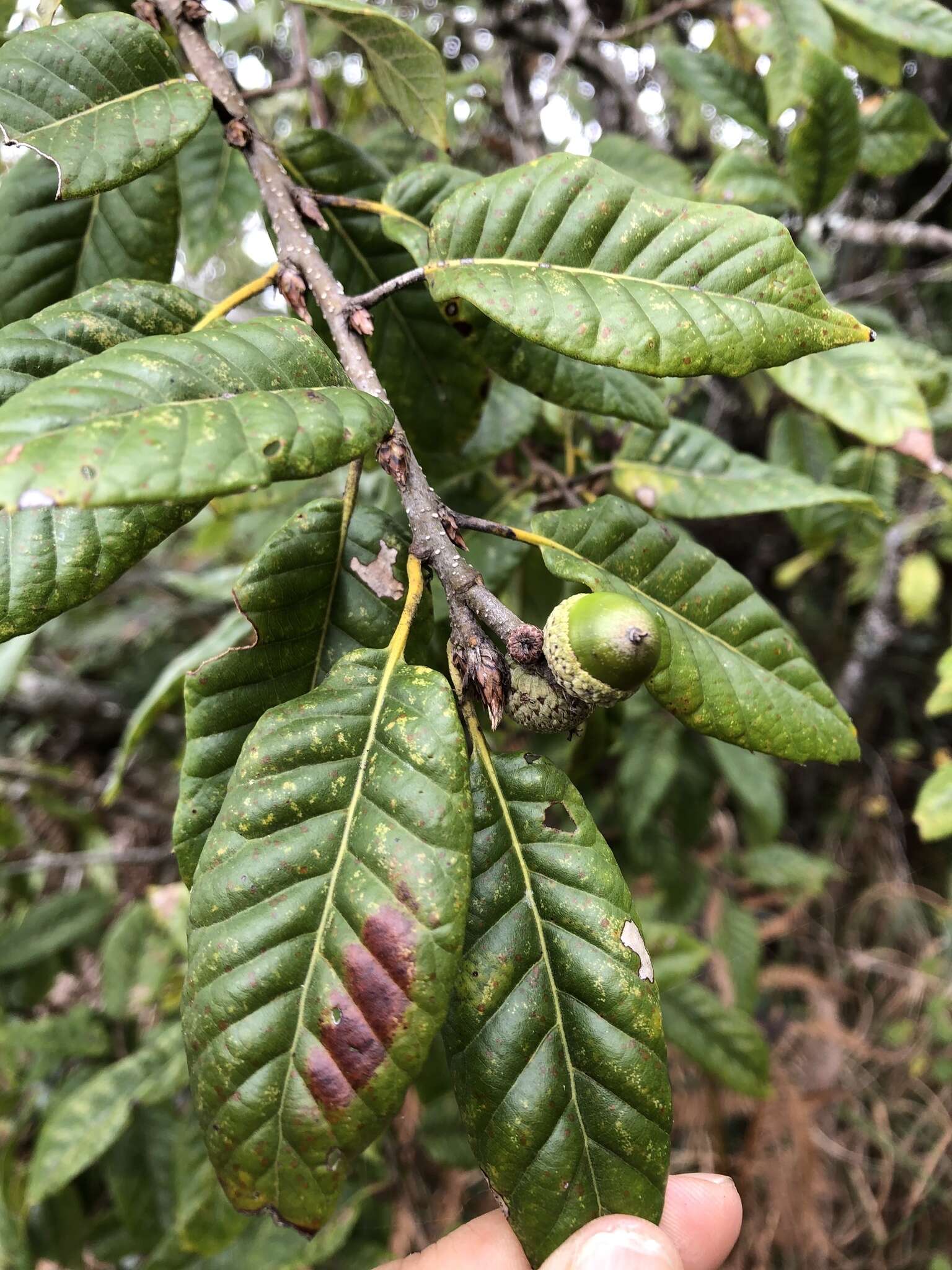 Image of Quercus spinosa subsp. miyabei (Hayata) A. Camus