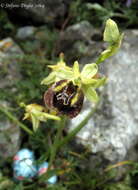 Image of Ophrys fuciflora subsp. parvimaculata O. Danesch & E. Danesch