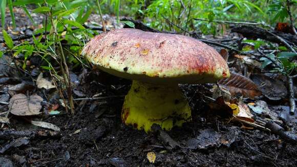 Image de Butyriboletus loyo (Phillippi) Mikšík 2015