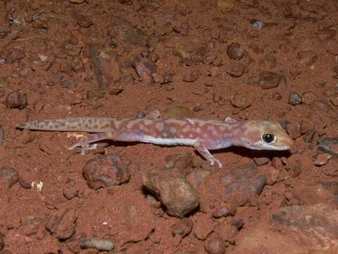 Image of Mottled Ground Gecko