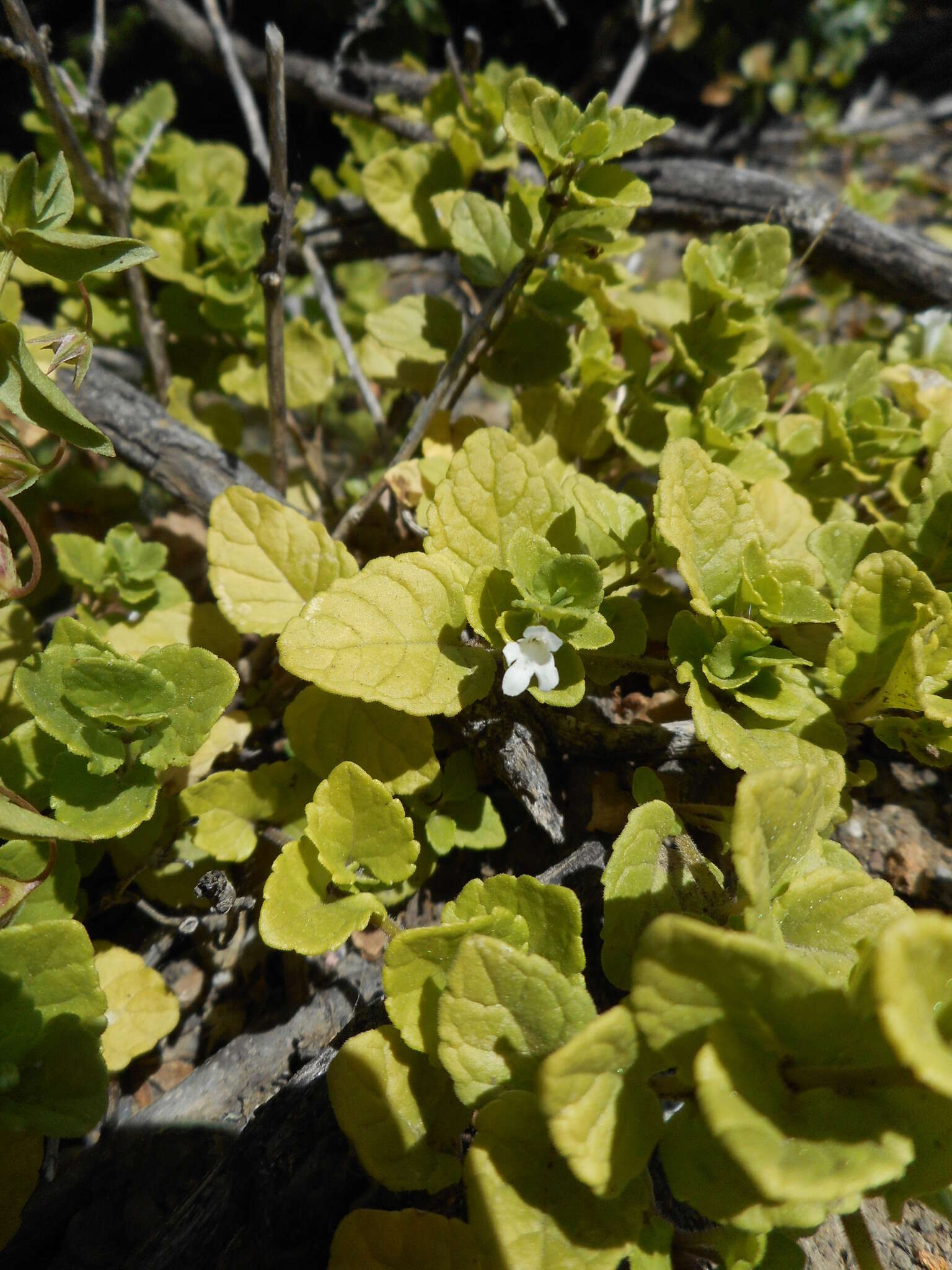 Plancia ëd Micromeria douglasii Benth.