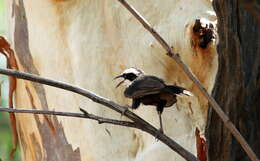 Image of Hall's Babbler