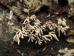 Image of Arcyria cinerea