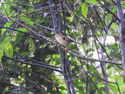 Image of Rufous-winged Fulvetta